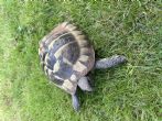 Hermanns : Male approx 5 years old (Timmy)